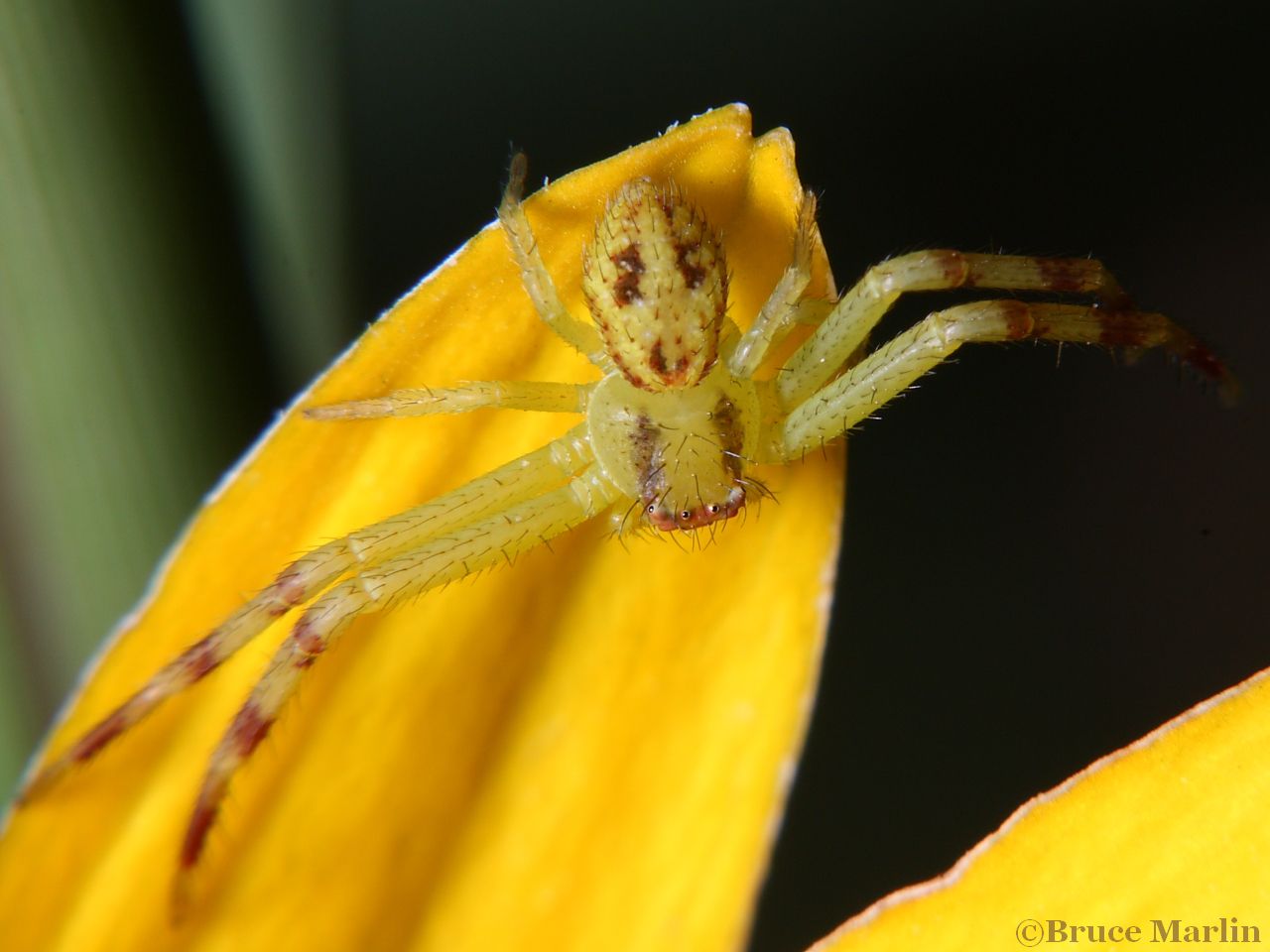 Northern Crab Spider