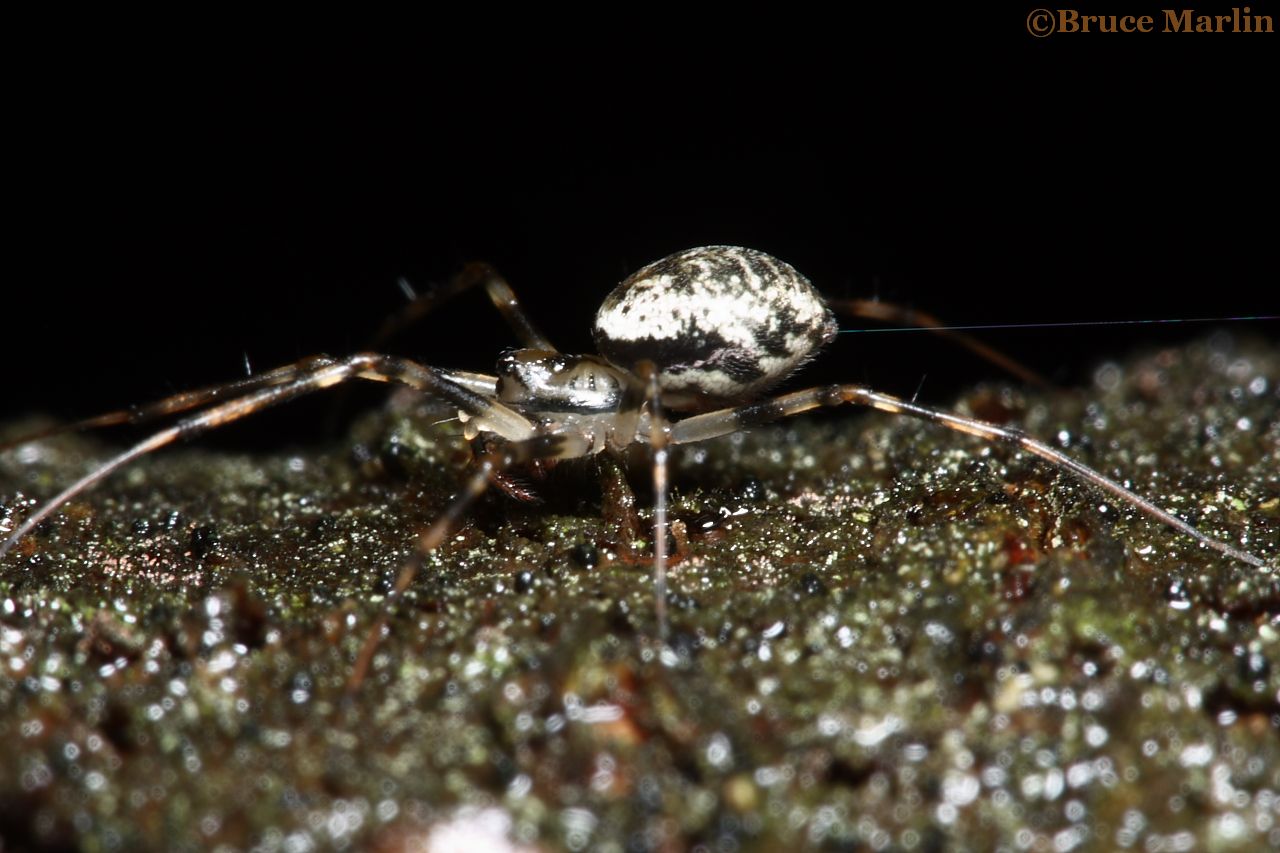 The common spiders of the United States. Spiders. THE CINIFL(3NID