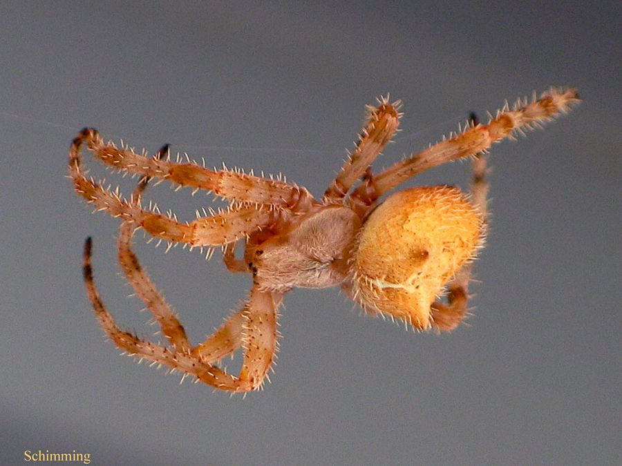 Download Cat-Faced Spider - Araneus gemmoides - North American ...