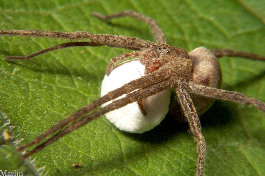 Nursery Web Spider - Pisaurina mira - North American Insects & Spiders