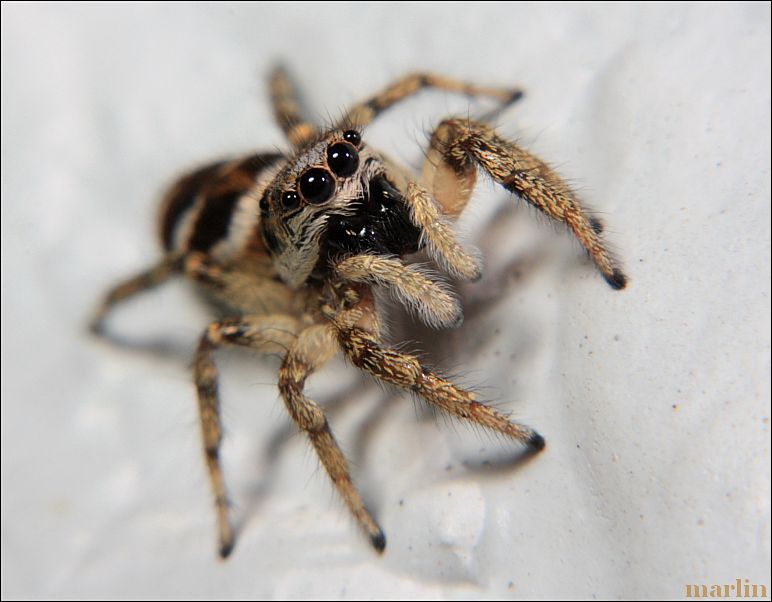 Zebra Jumping Spider - Salticus scenicus