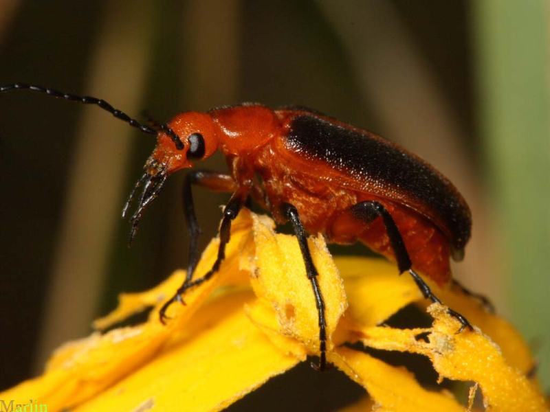 Orange Blister Beetle - Zonitis vittigera - North American Insects ...