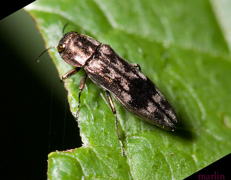 Buprestid Beetle - Agrilus lecontei