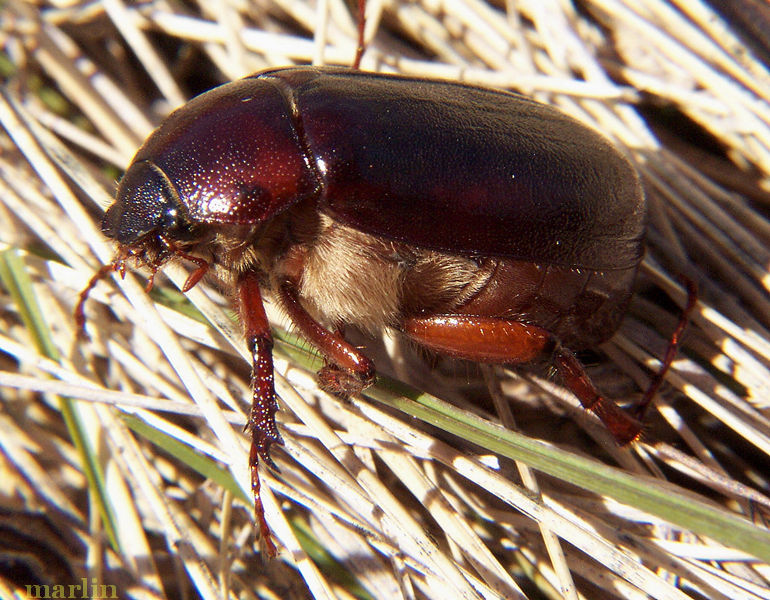brown june bug