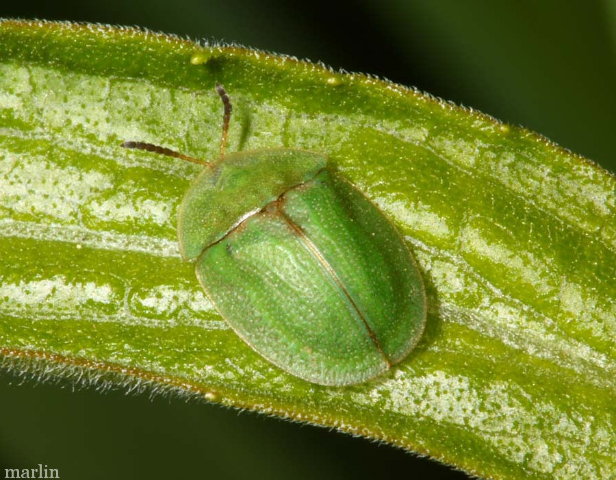 green tortoise beetle