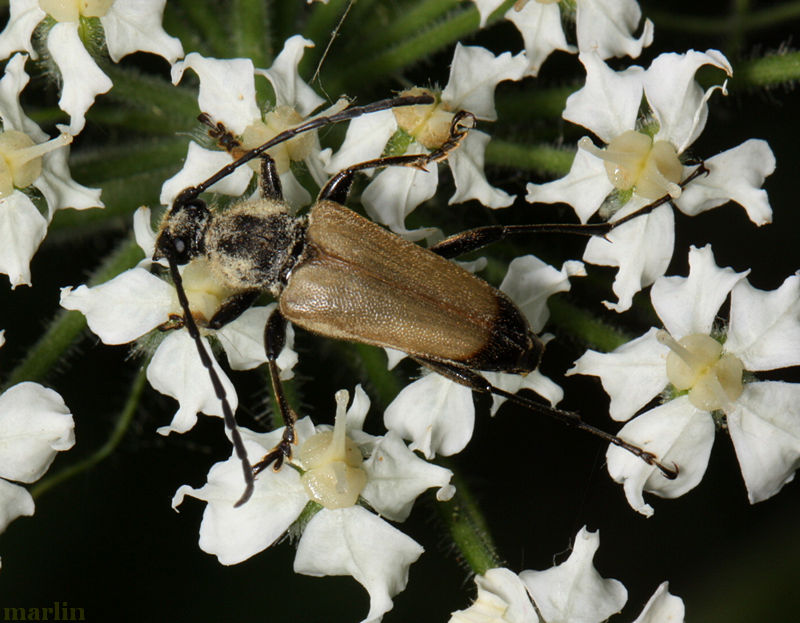 Minnesotan Longhorned Beetle Trigonarthris Minnesotana