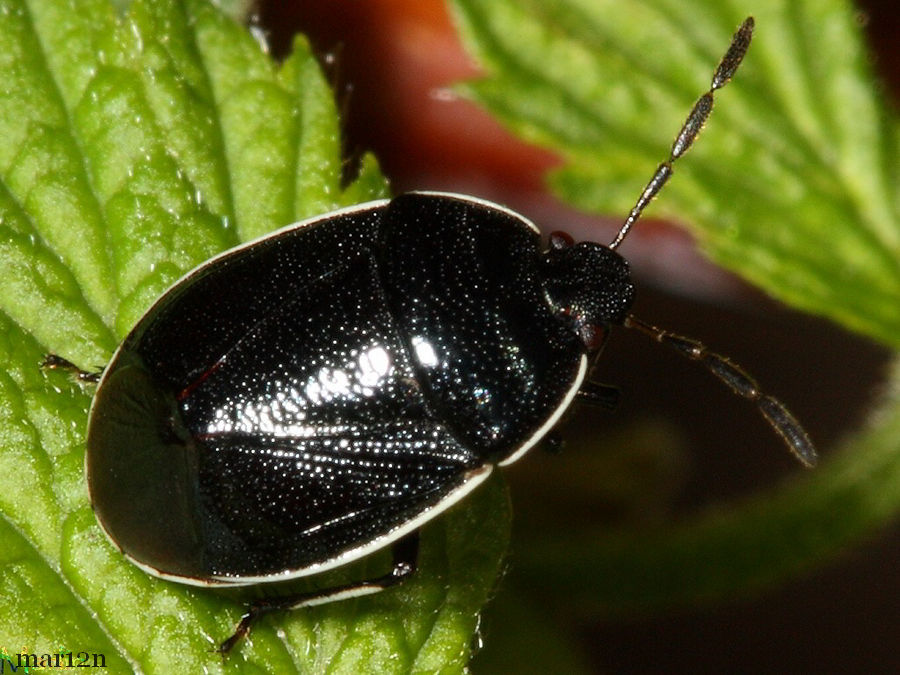 White-margined Burrower Bug - Sehirus cinctus