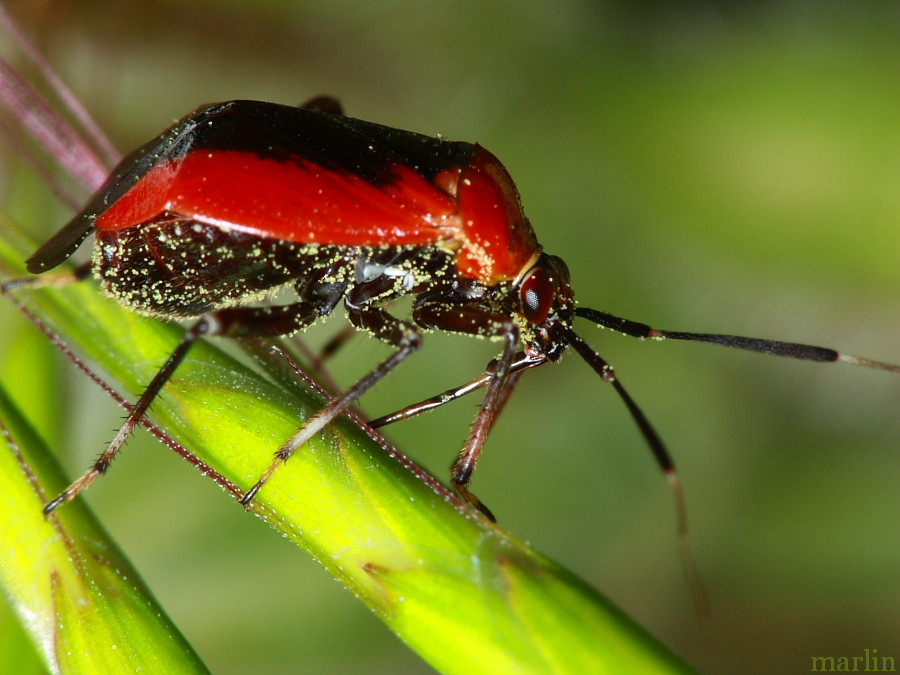 Plant Bug - Metriorrhynchomiris dislocatus - North American Insects ...