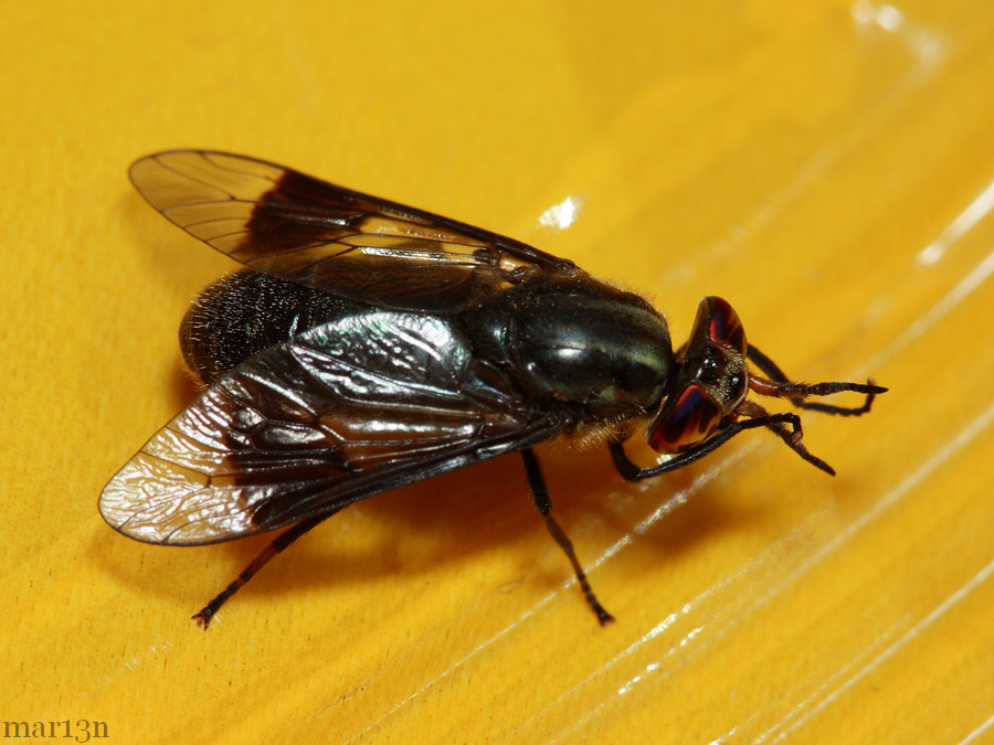 Deer Fly - Chrysops calvus - North American Insects & Spiders