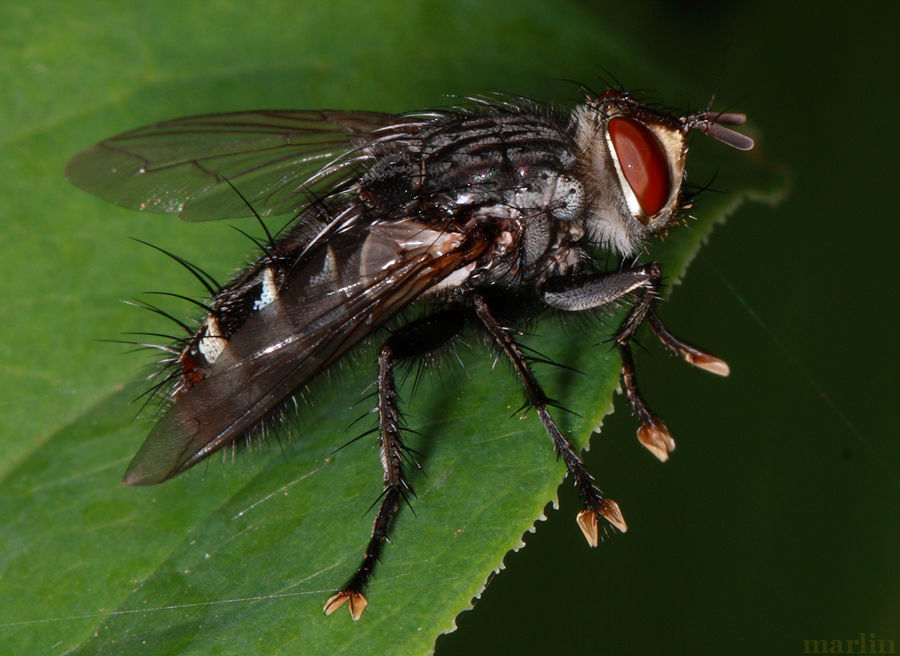 red-tailed flesh fly - Sarcophaga haemorrhoidalis (Fallen)