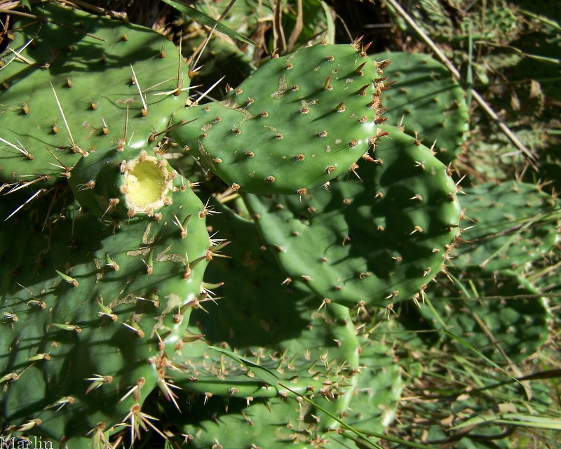 Prickly Pear Cactus - Opuntia spp. - North American Insects & Spiders