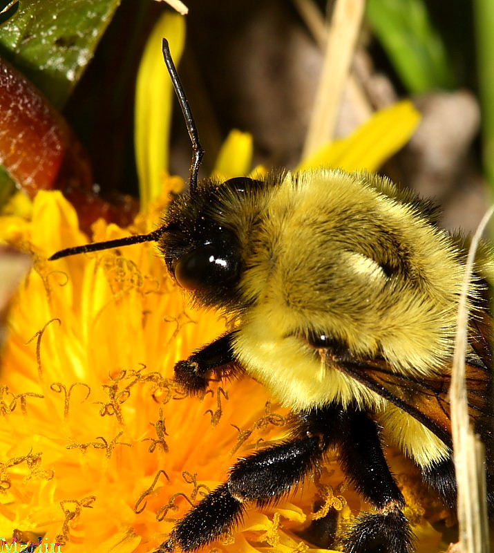 Bumble Bee Queen - Bombus impatiens