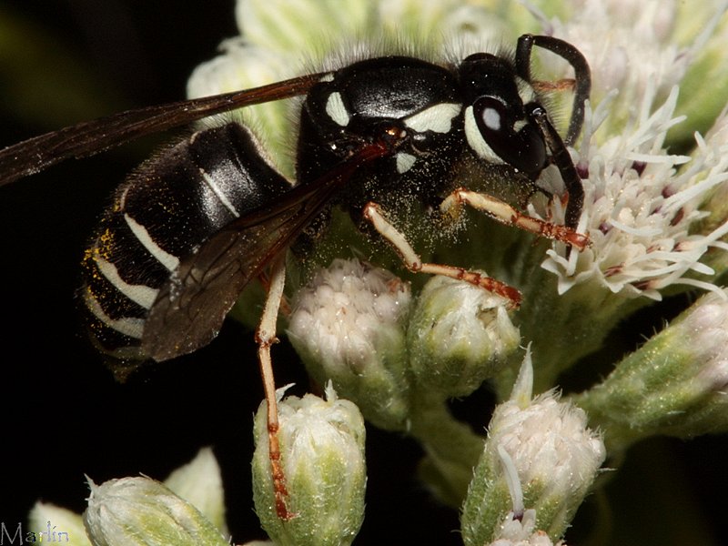 Blackjacket - Vespula consobrina - North American Insects & Spiders