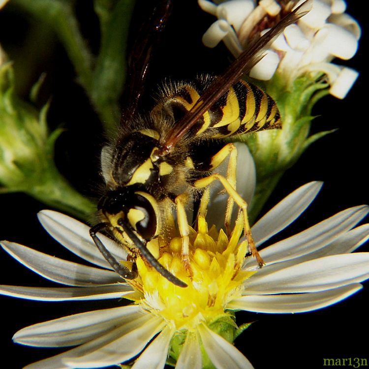 Downy Yellowjacket - Vespula flavopilosa - North American Insects & Spiders