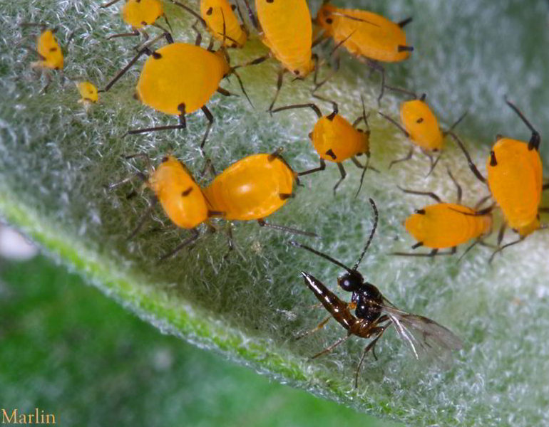 Braconid Wasp Lays Eggs on Aphids - North American Insects & Spiders