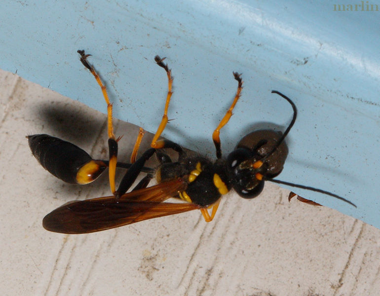 Mud Dauber Wasp - Sceliphron caementarium - North American Insects ...