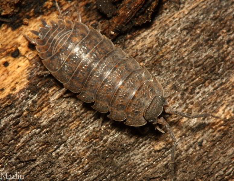 Common Woodlouse, Sow Bug, Pillbug