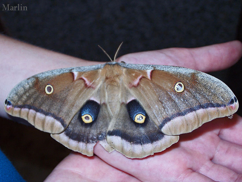 polyphemus moth caterpillar size