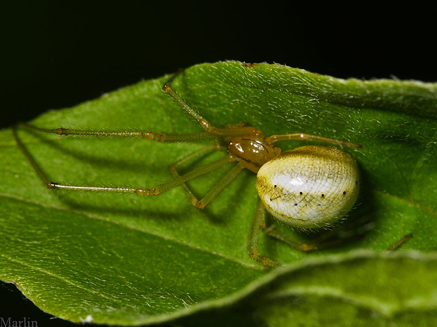 Enoplognatha Ovata Candy Striped Spider Theridion Ovatum