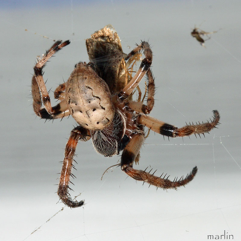 Furrow Orb Weaver Spider - Larinioides cornutus