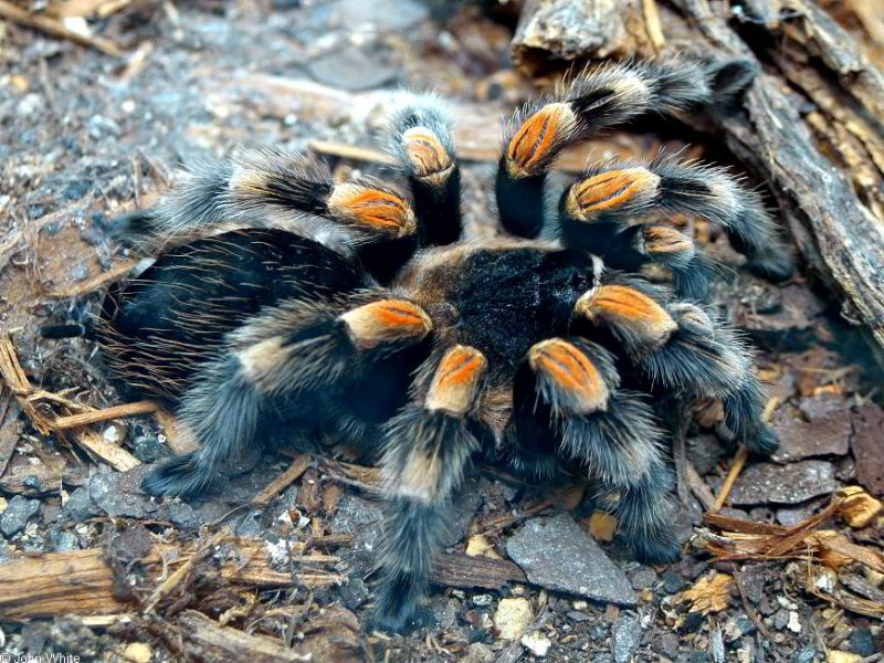 43 HQ Images Are Tarantulas Spiders Good Pets - Pin on All For The Pets Website Articles