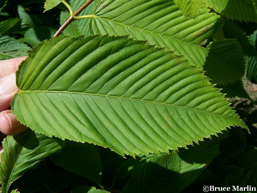 Hornbeam Maple - Acer carpinifolium - North American Insects & Spiders