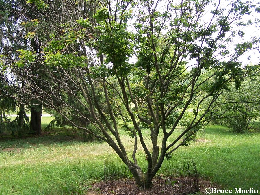 Loose-Flowered Hornbeam - Carpinus laxiflora var. macrostachya