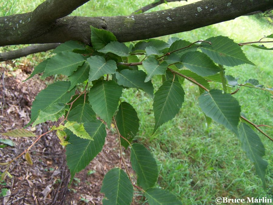 Loose-Flowered Hornbeam - Carpinus laxiflora var. macrostachya