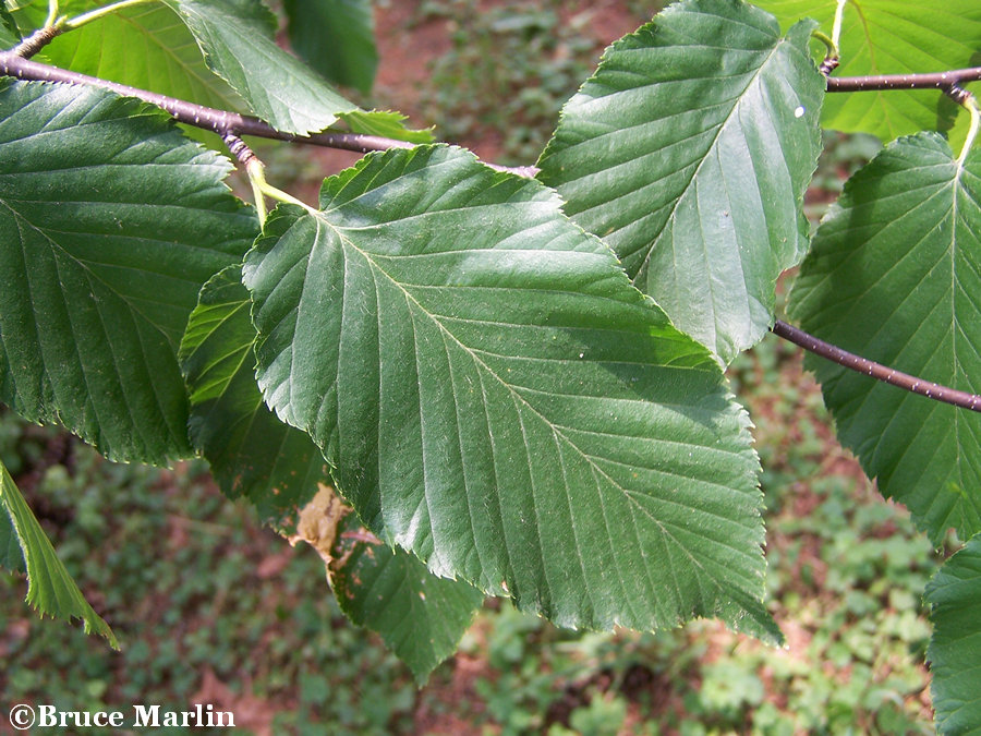 black birch leaf