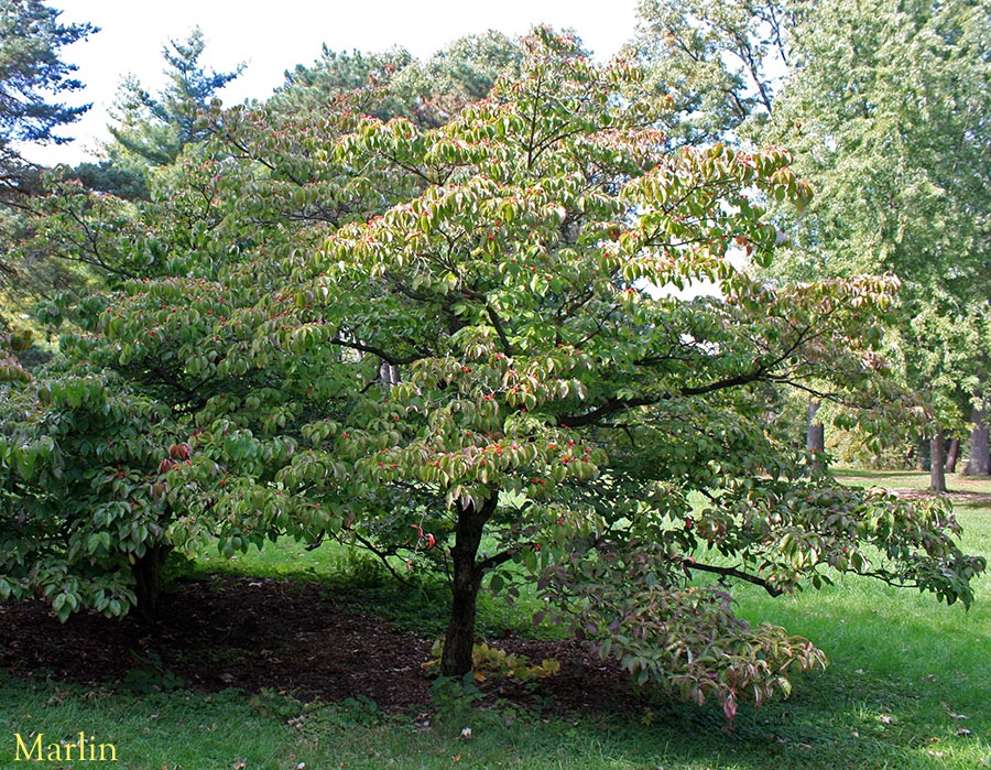 dogwood tree in summer