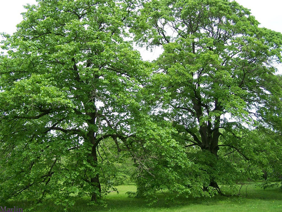 How to Identify American Basswood Trees
