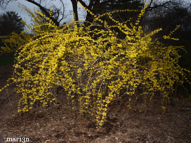 Forsythia Suspensa North American Insects Spiders