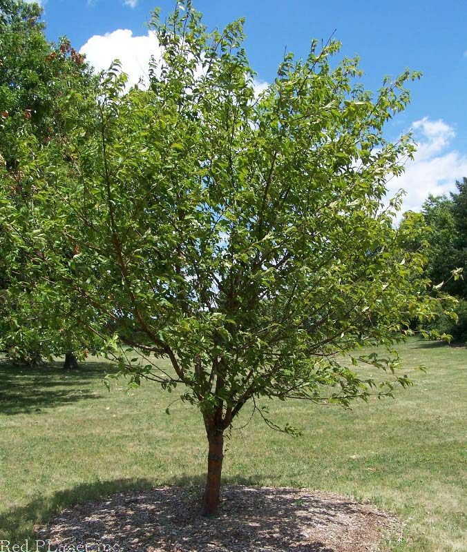 Amur Cherry - Prunus maackii