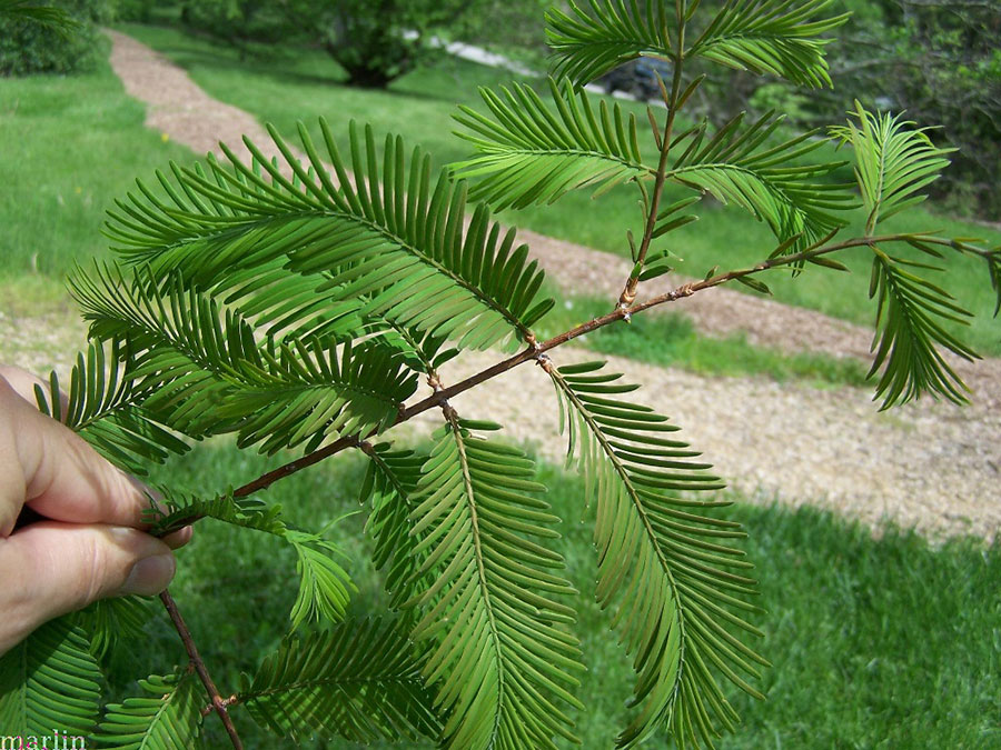 metasequoia glyptostroboides growth rate