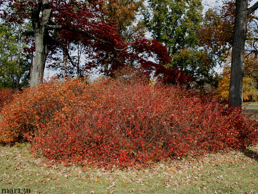 Image of Fragrant sumac in the fall