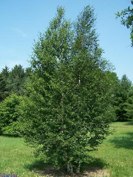 Moor Birch - Betula Pubescens - North American Insects & Spiders