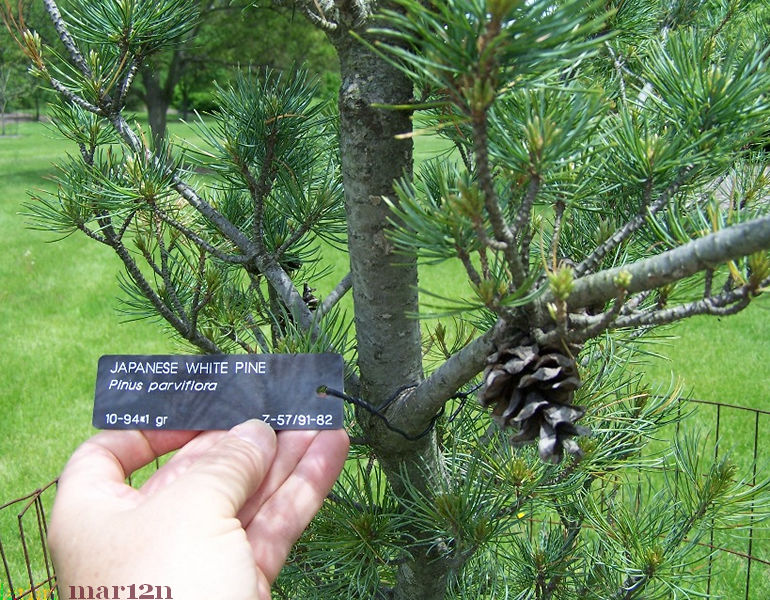 Japanese White Pine - North American Insects & Spiders