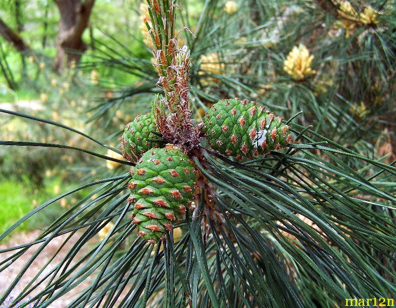 Chinese Hard Pine - Pinus tabulaeformis