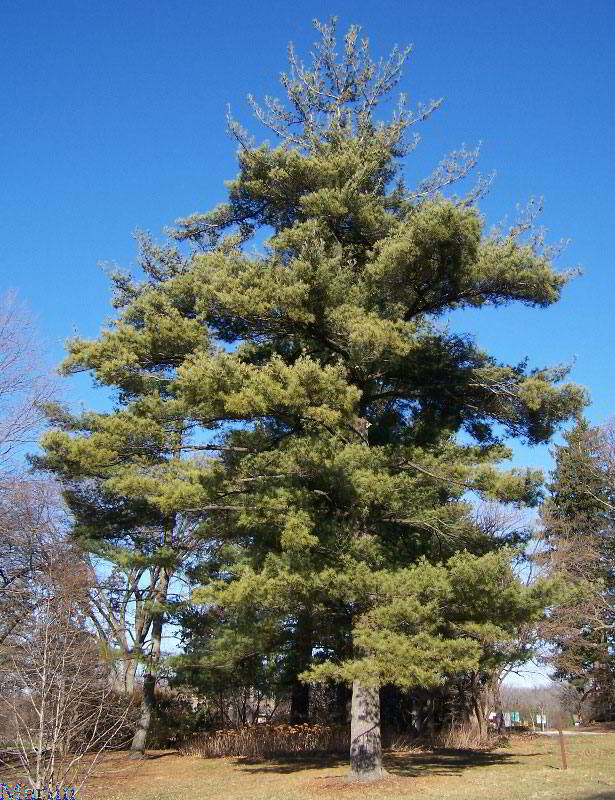 Pinus strobus (eastern white pine) at