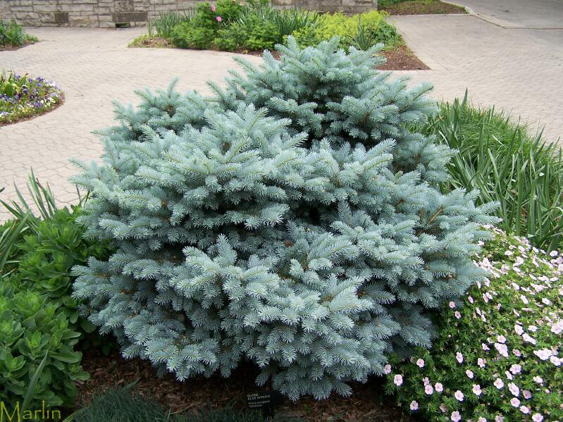 Globe Blue Spruce - Picea pungens 'Globosa' - North American Insects ...