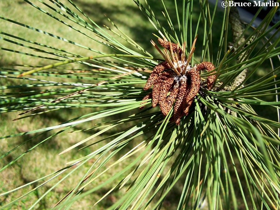 Pinus Ponderosa Needles