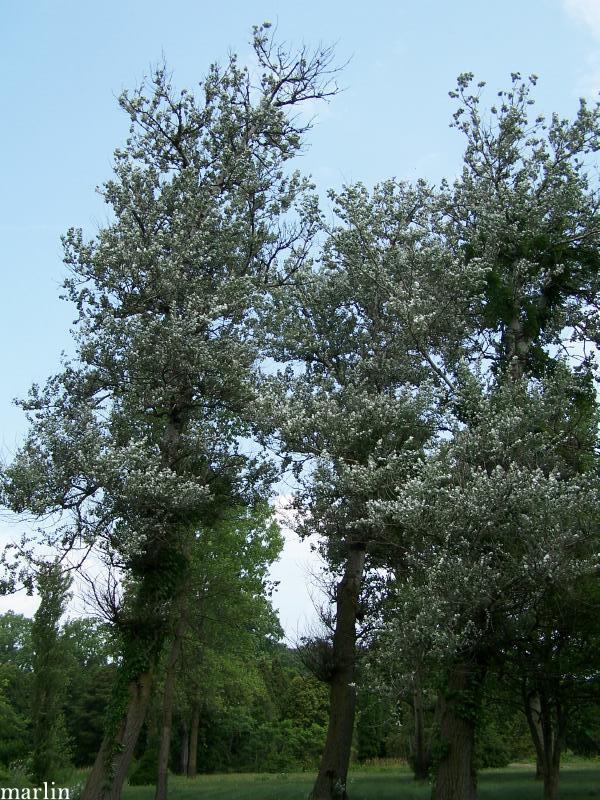 identifying poplar trees