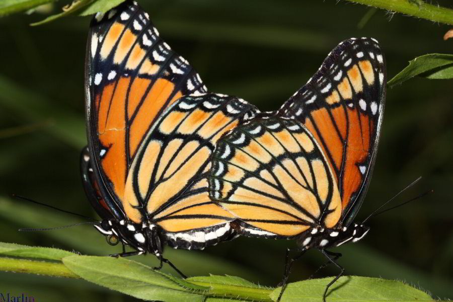viceroy butterfly vs monarch