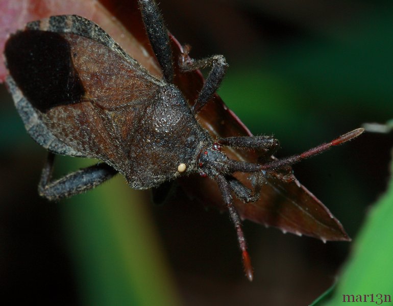 Leaf Footed Bug - Euthochtha galeator - North American Insects & Spiders