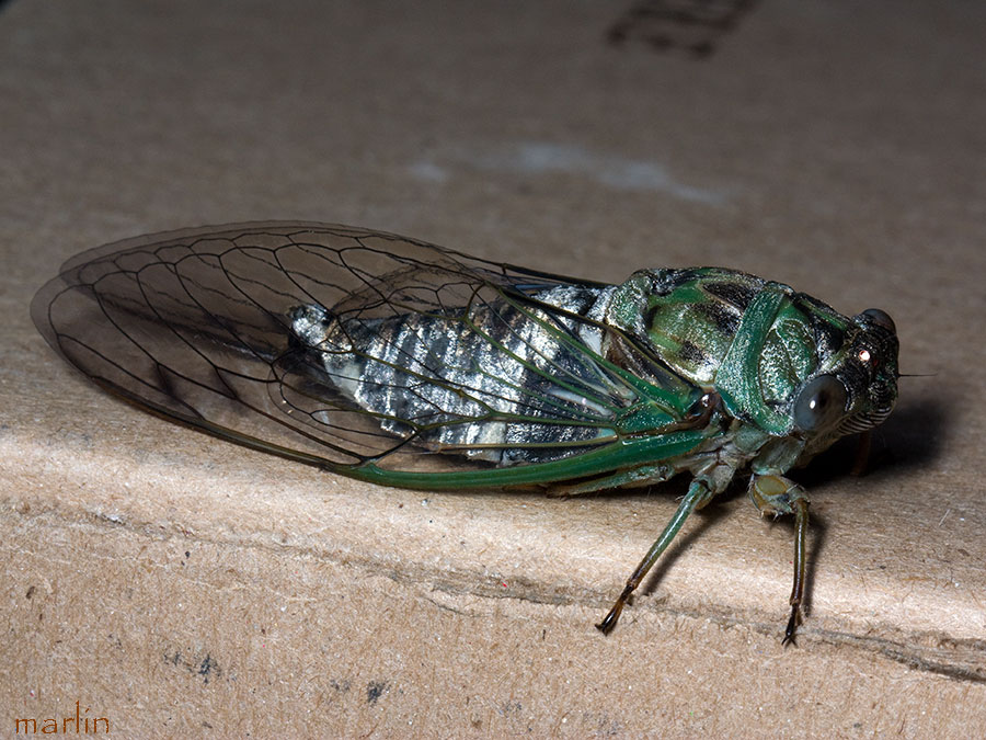 Annual Cicada - Tibicen linnei - North American Insects & Spiders