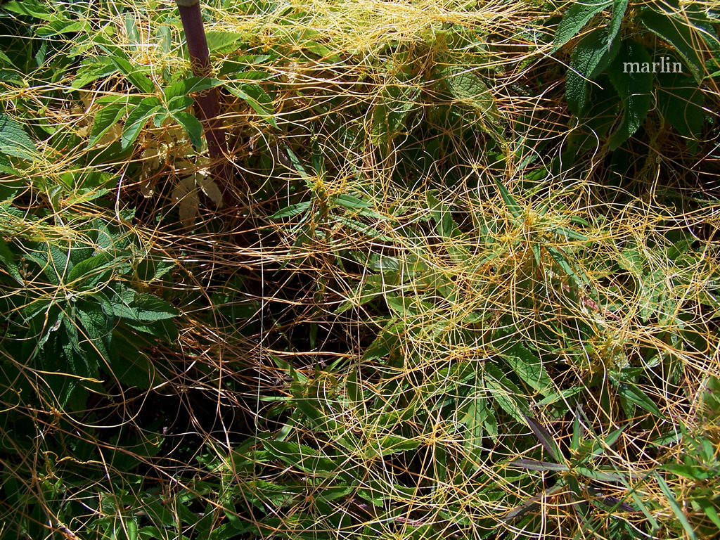 Dodder - Cuscuta sp.