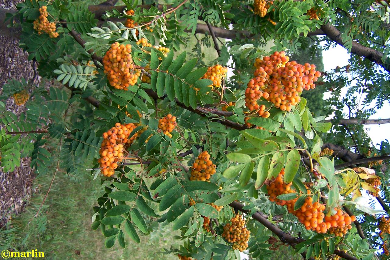 American Mountain Ash - North American Insects & Spiders