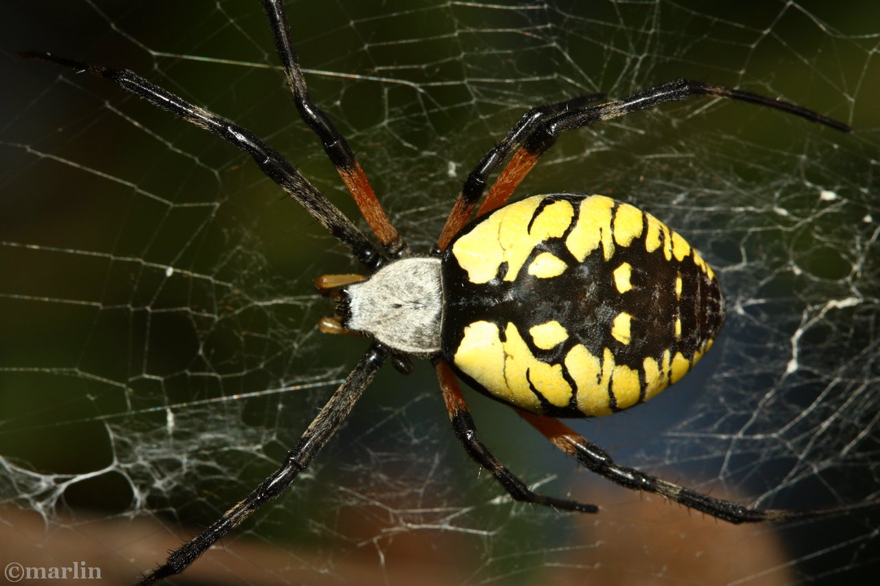 Black Spider With Yellow Spots