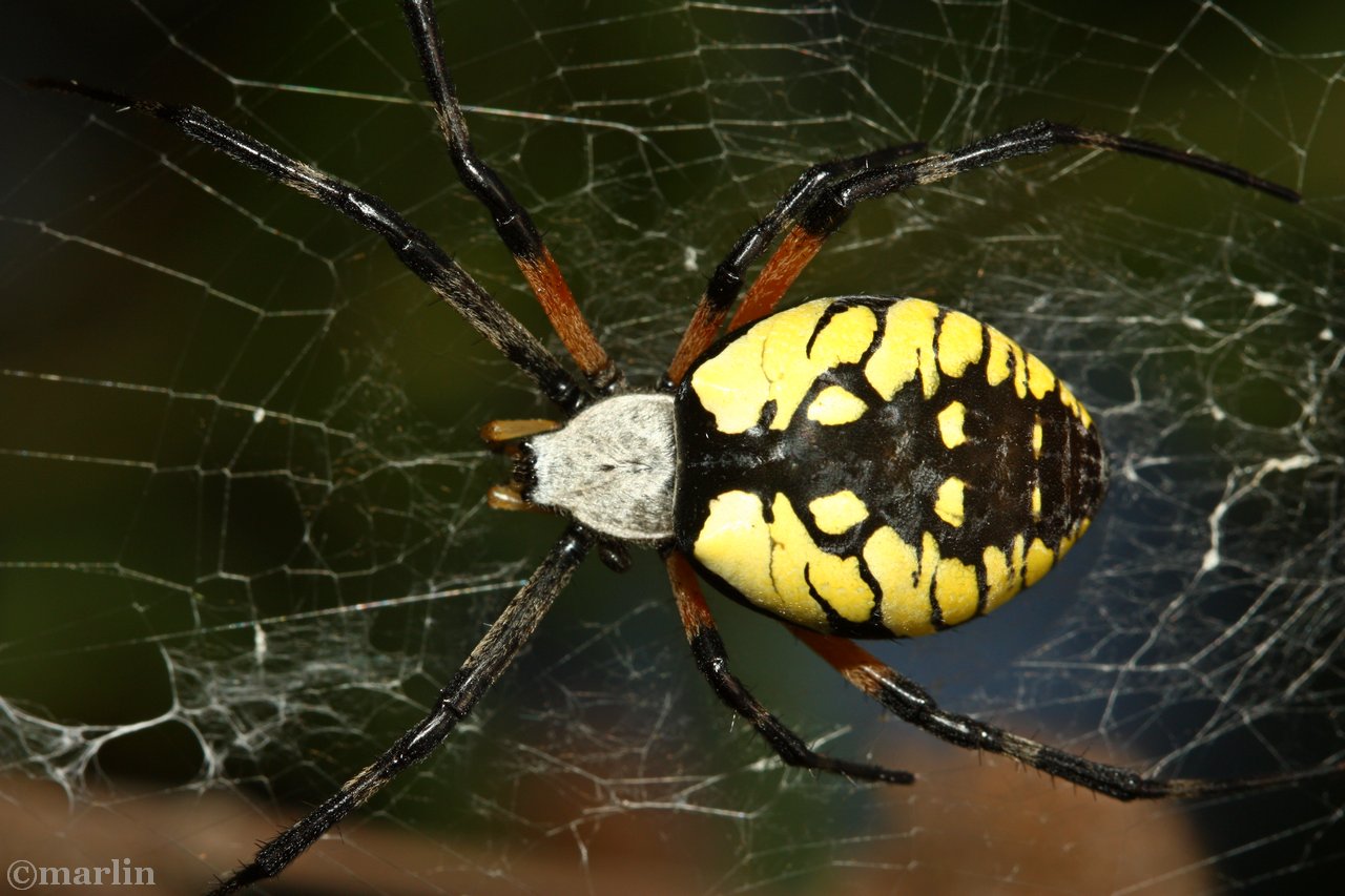 Unraveled The Enigmatic Black And Yellow Spider And Its Surprising Secrets