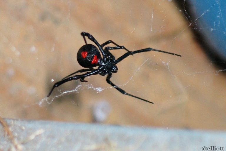 Black Widow Spider - North American Insects & Spiders